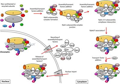 Biogenesis of RNA Polymerases in Yeast